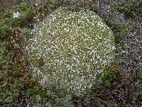 Arenaria polytrichoides