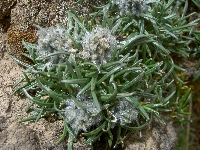 Saussurea columnaris