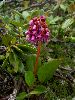 <em>Bergenia purpurascens</em>
