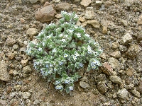 Eritrichium lasiocarpum