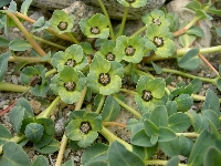 Euphorbia stracheyi
