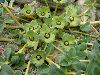 <em>Euphorbia stracheyi</em>