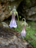 Codonopsis thalictrifolia