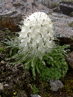 Saussurea gossipiphora