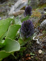 Lagotis kunawurensis var. sikkimensis