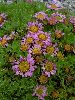 <em>Waldheimia glabra</em>