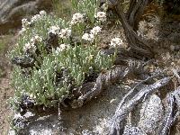Anaphalis xylorhiza