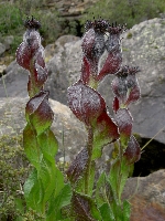 Saussurea uniflora