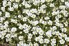 <em>Cerastium alpinum subsp. lanatum</em>