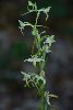 <em>Platanthera bifolia</em>