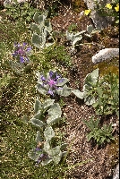 Habitat 'Centaurea achtarovii'