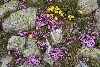 <em>Habitat</em> 'Dianthus microlepis'