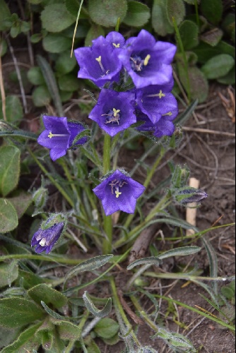 Campanula alpina subsp. orbelica