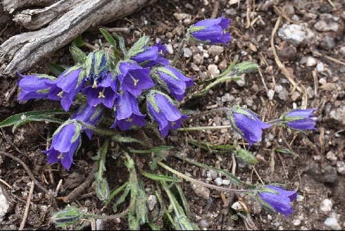 Campanula alpina subsp. orbelica