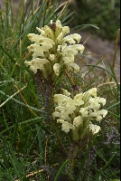 Pedicularis leucodon