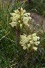 <em>Pedicularis leucodon</em>