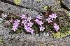 <em>Dianthus microlepis</em>