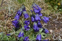 Campanula alpina subsp. orbelica