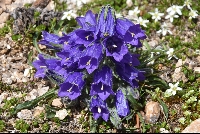 Campanula alpina subsp. orbelica