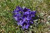 <em>Campanula alpina subsp. orbelica</em>