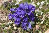 <em>Campanula alpina subsp. orbelica</em>