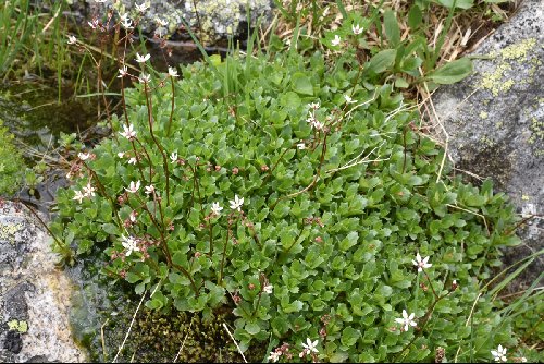 Saxifraga rotundifolia var. heucherifolia
