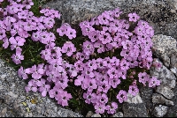Dianthus microlepis