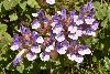 <em>Scutellaria alpina</em>