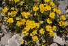 <em>Helianthemum nummulariifolium subsp. obscurum</em>