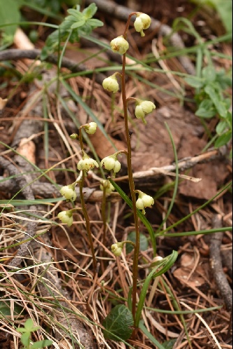 Pyrola rotundifolia