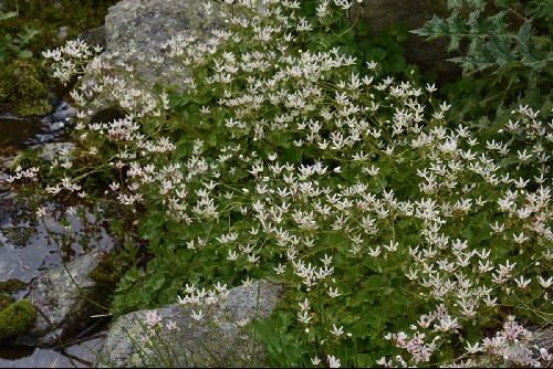 Saxifraga rotundifolia var. heucherifolia