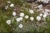 Anthemis montana