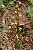 <em>Pyrola rotundifolia</em>