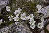 <em>Cerastium alpinum subsp. lanatum</em>