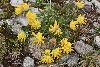 <em>Anthylis vulnearia subsp. alpina</em>