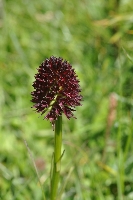 Nigritella nigra