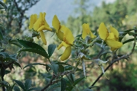 Piptanthus nepalensis