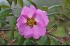 <em>Rosa macrophylla</em>