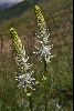 <em>Phyteuma betonicifolium f</em> 'album'