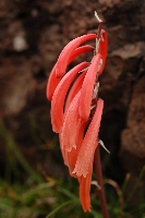 Kniphofia isoetifolia
