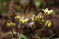Swertia usambarensis