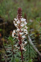 Hebenstretia angolensis