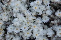 Helichrysum citrispinum