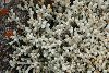 <em>Helichrysum citrispinum</em>