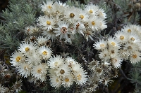 Helichrysum brownei