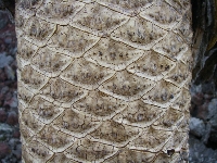 Lobelia rhynchopetalum