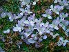<em>Trifolium acaule</em>