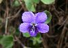 <em>Viola abyssinica</em>