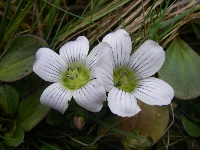 Swertia crassiuscula