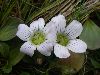 <em>Swertia crassiuscula</em>